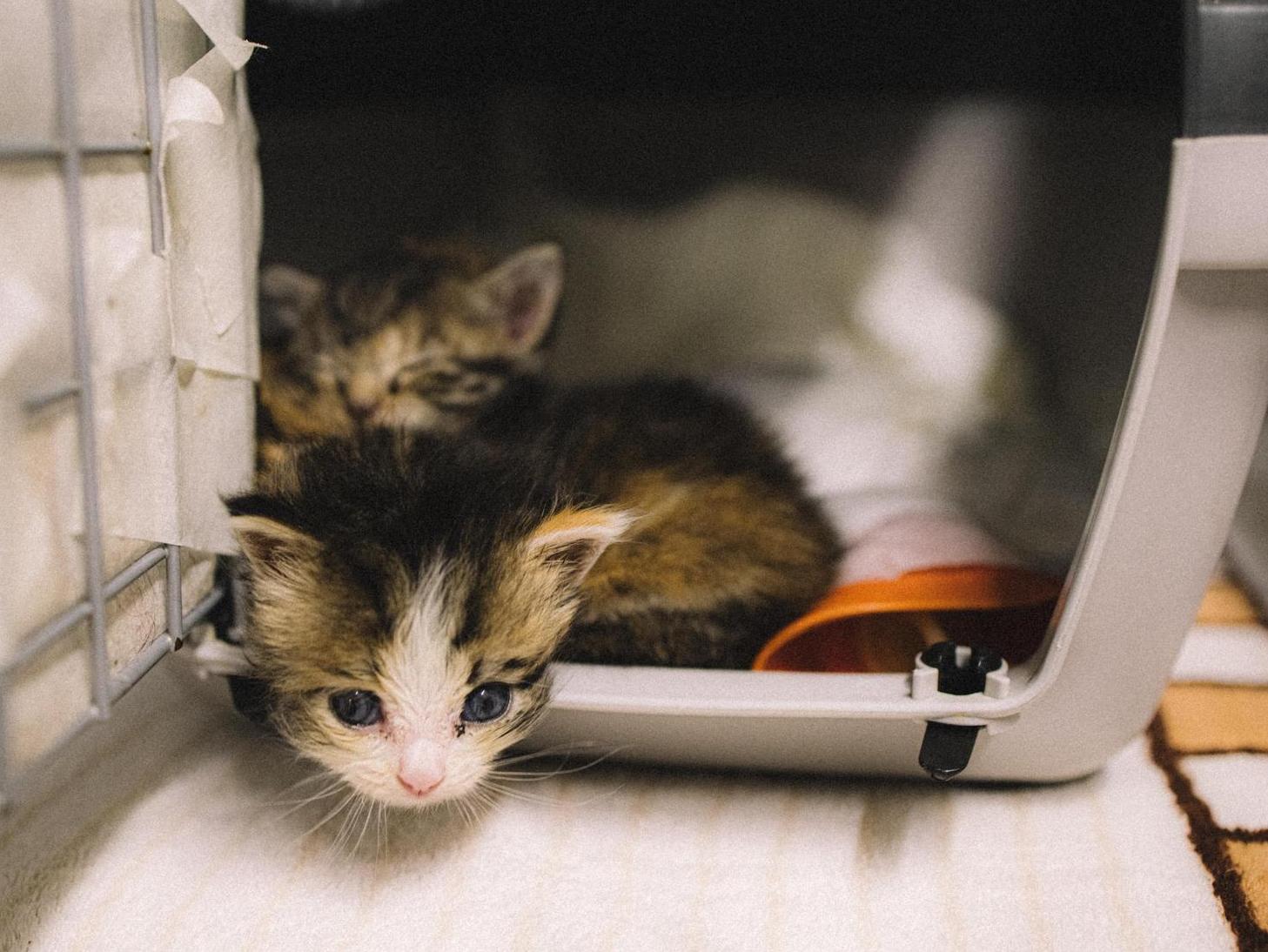 Fill the bowls with a small tail: collecting food for kittens