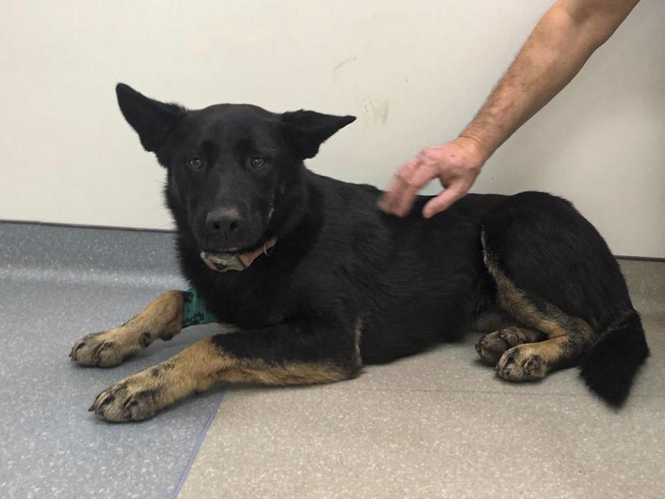 Let's help our homeless dog Chernula to get a pre-operative check-up!