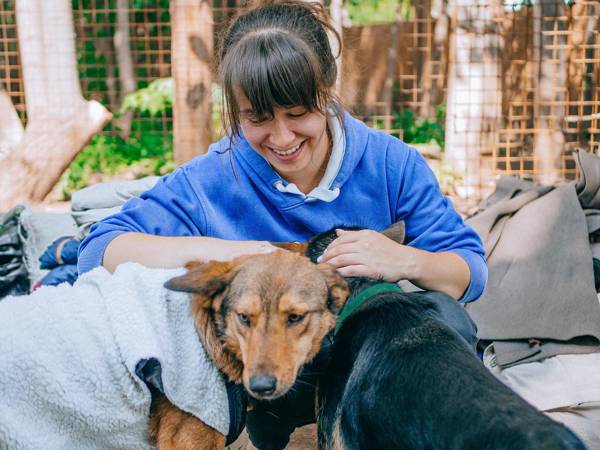 250 собакам и кошкам в приюте Смоленской области нужны вещи для утепления вольеров, чтобы пережить зиму