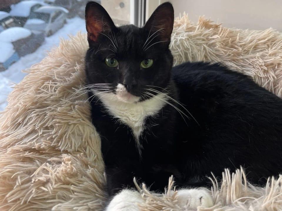 The cat shelter needs new litter boxes