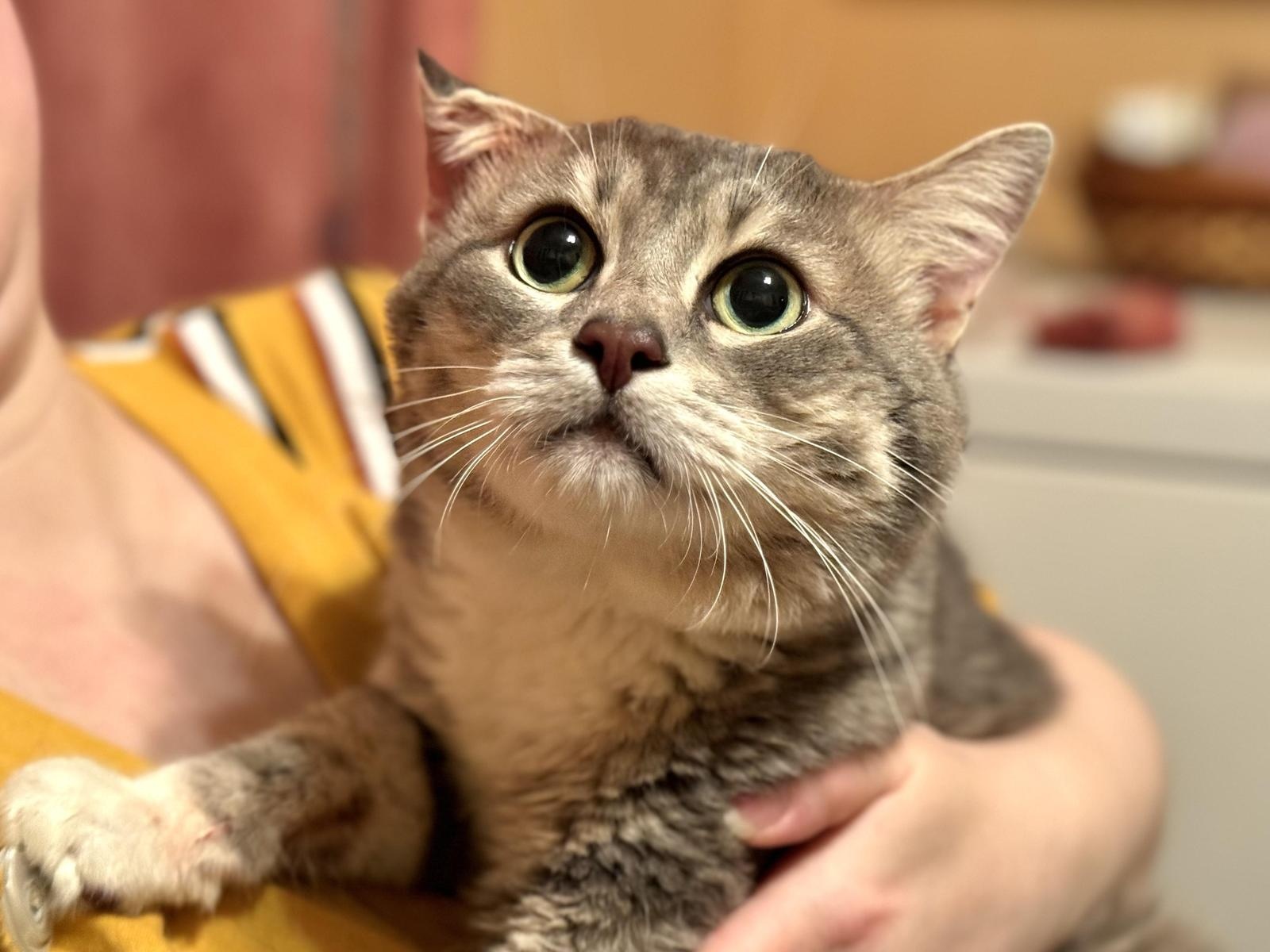 Homeless cat Richard needs surgery to remove a tumor!