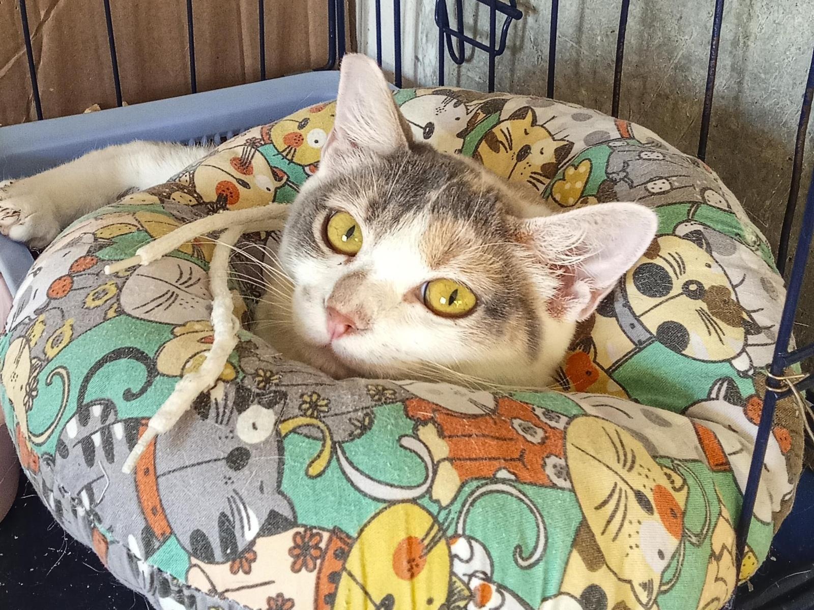 Let's help homeless cat Mila get a pre-operative check-up!