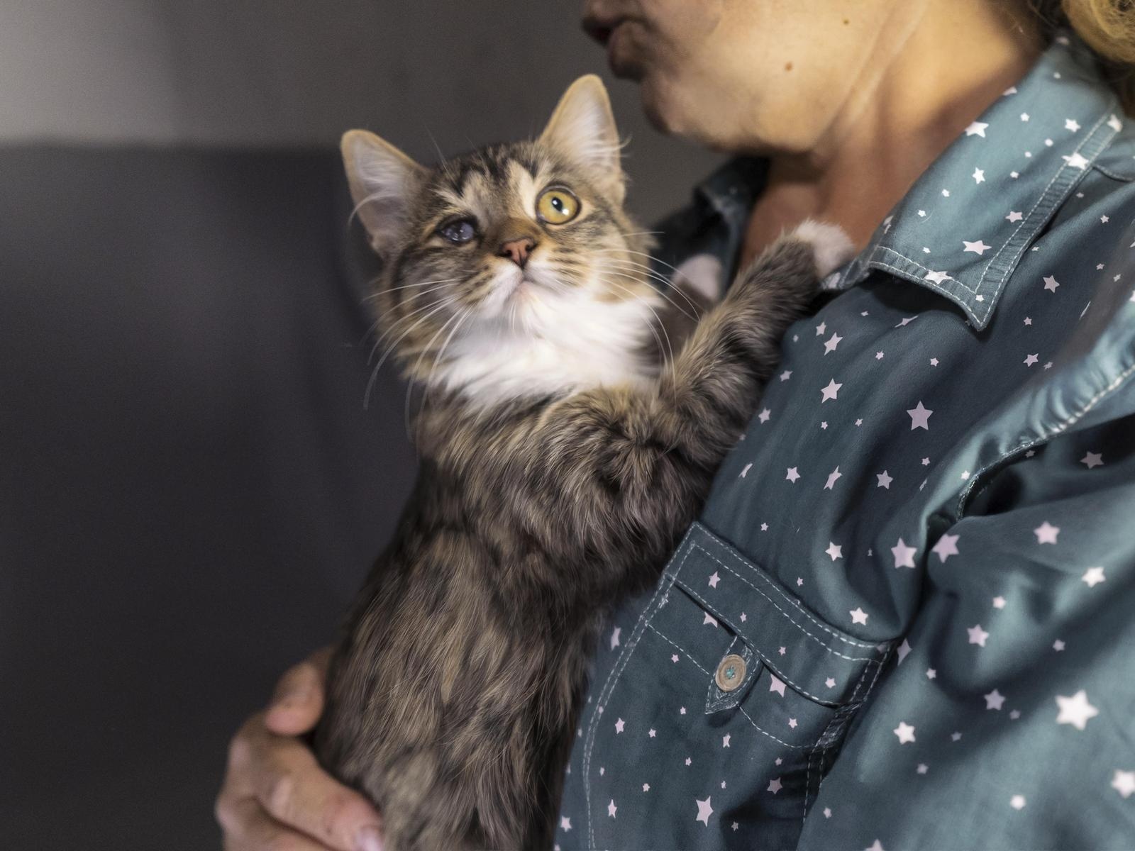 Let's help stray cat Yasa get her eye fixed!