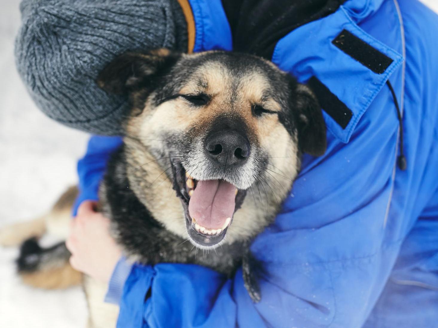 180 dogs and cats in a shelter in the Penza region need bedding and beds to spend the winter warm
