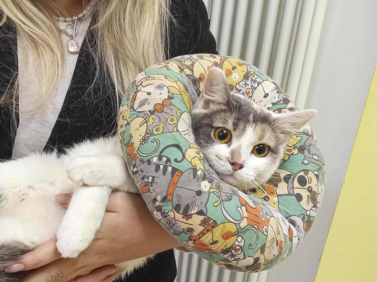 Homeless cat Mila needs surgery on her paw!