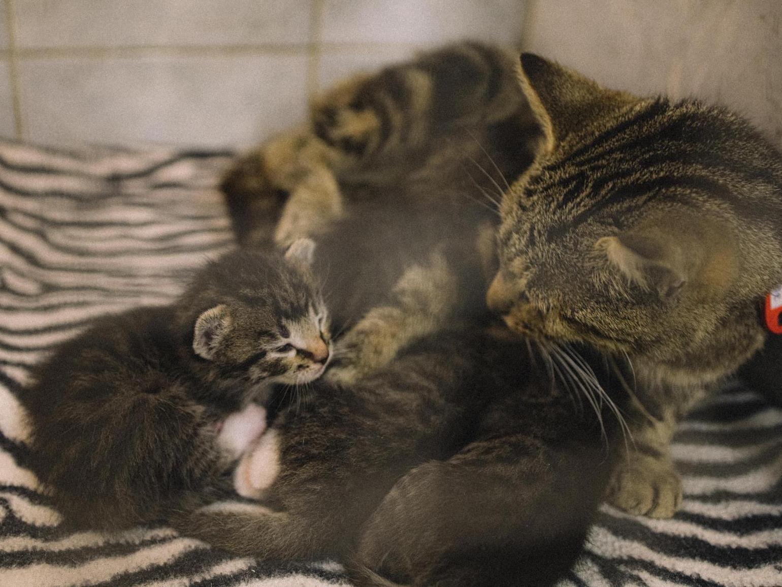 Help us purchase kits for cleaning the shelter so that the tails do not hurt