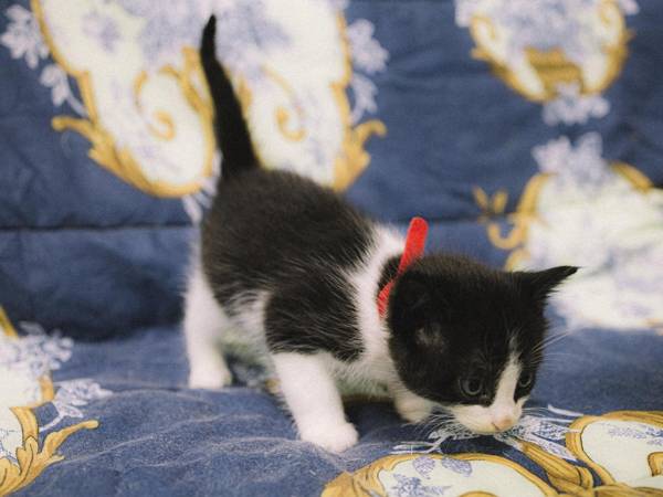 Помогите закупить месячный запас пелёнок для котенка Ромео и его друзей