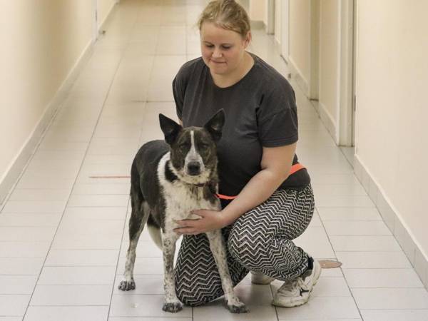 Поможем фонду собрать средства, чтобы стерилизовать 10 бездомных животных!