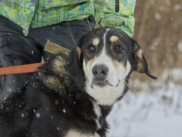 Бездомному псу Риччи нужна операция!
