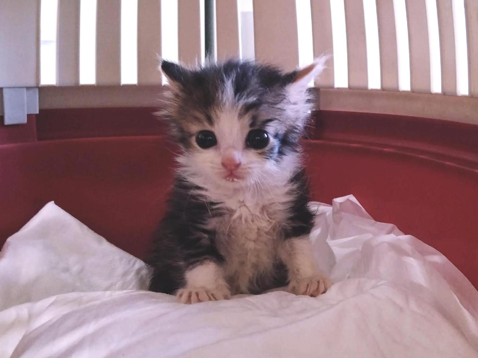The shelter needs a steam cleaner — it will destroy viruses and protect stray animals from diseases
