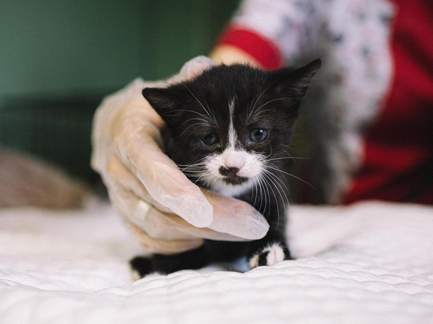 Help us purchase a large batch of disinfectants for the shelter so that the animals don’t get sick!