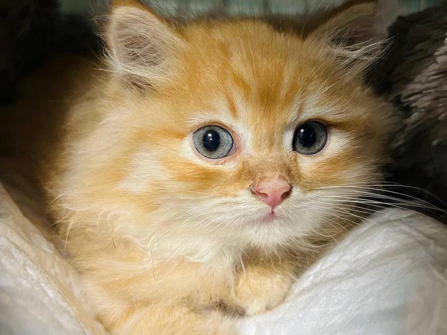 Hot water is needed for cleaning and caring for disabled animals and toddlers: support the collection for the boiler!