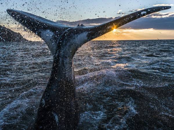 Сохраняем гренландского кита в Охотском море