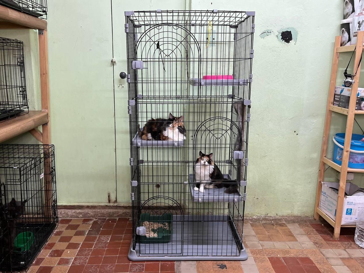 Help the cats feel at home: collecting to purchase large enclosures at the shelter!