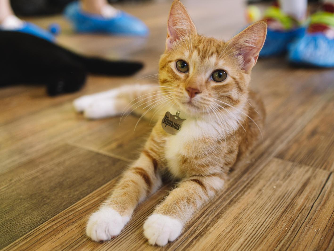 Therapeutic food for homeless animals: we will help together!