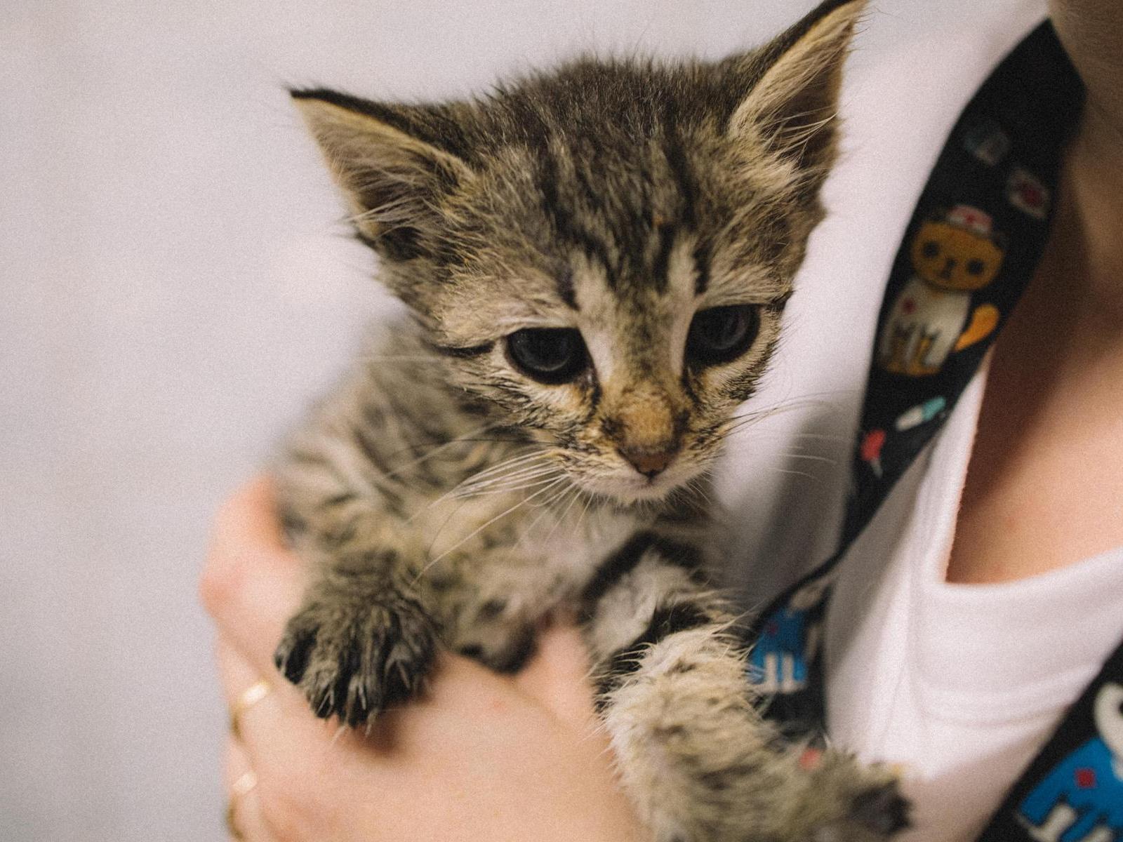 Let's fill the bowls of stray kittens together: needs 200 kg of feed!